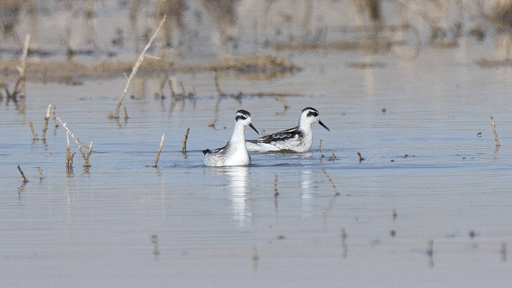 Red-necked Phalarope — Ana fotoğraf